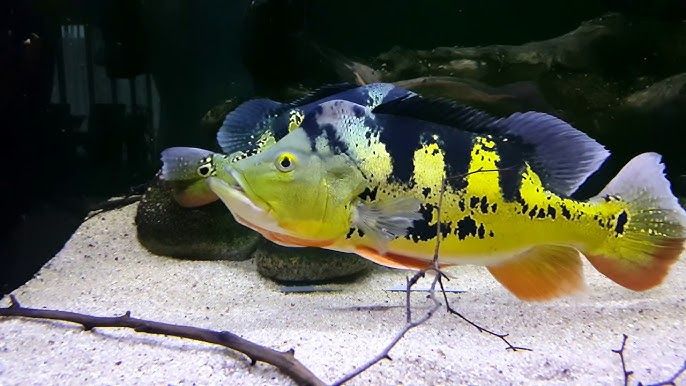 Cichla monoculus