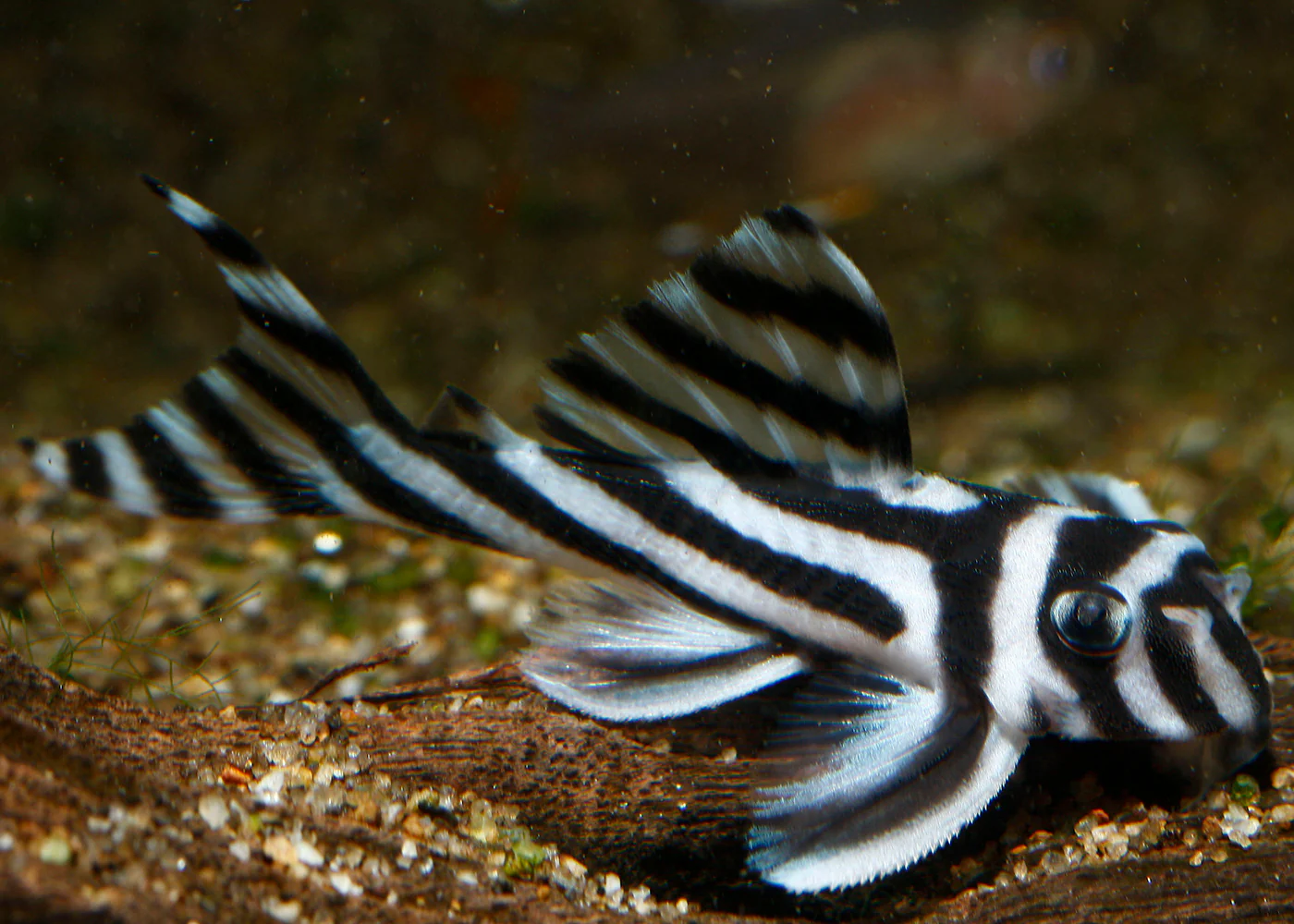 Hypancistrus zebra L046