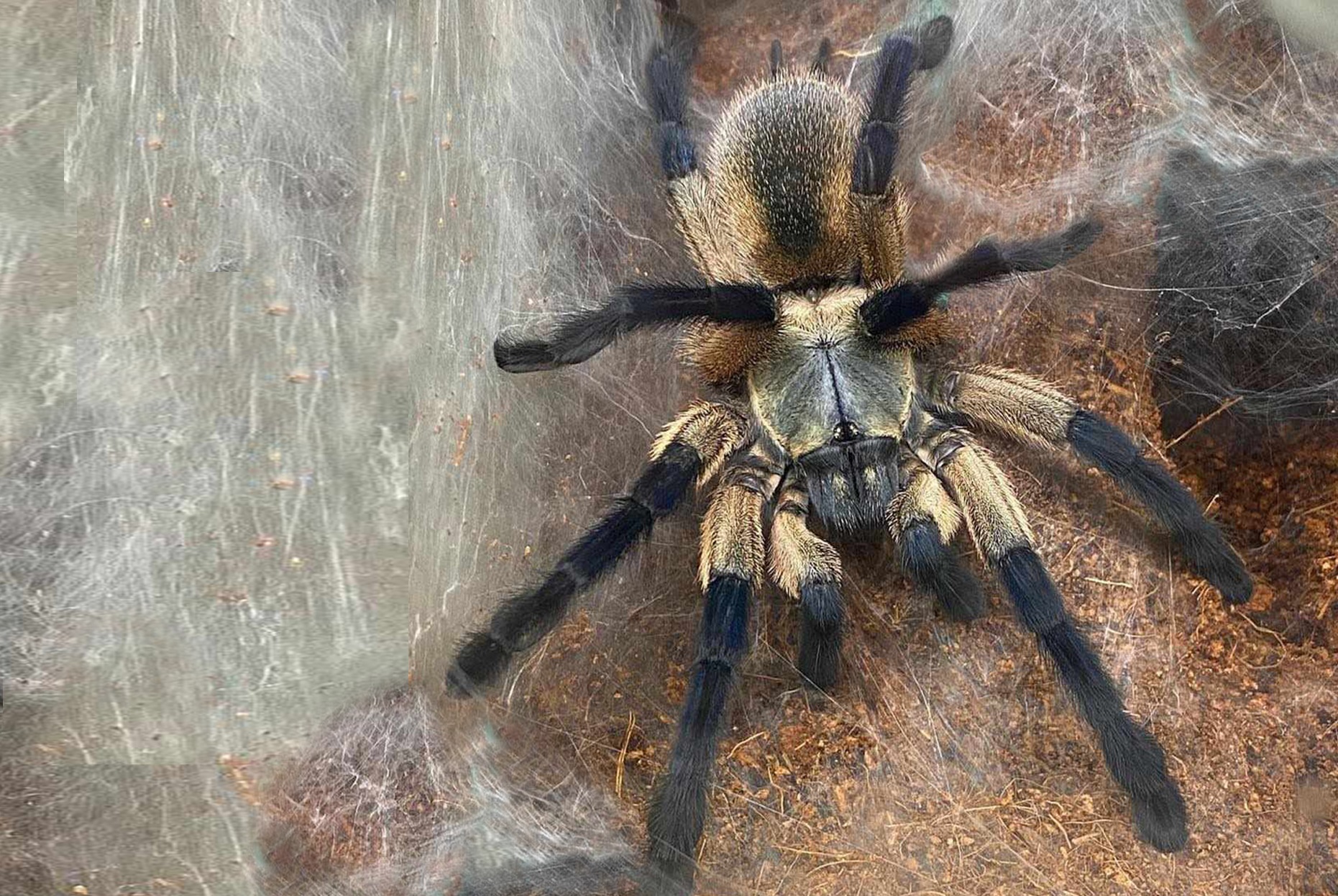 Monocentropus balfouri