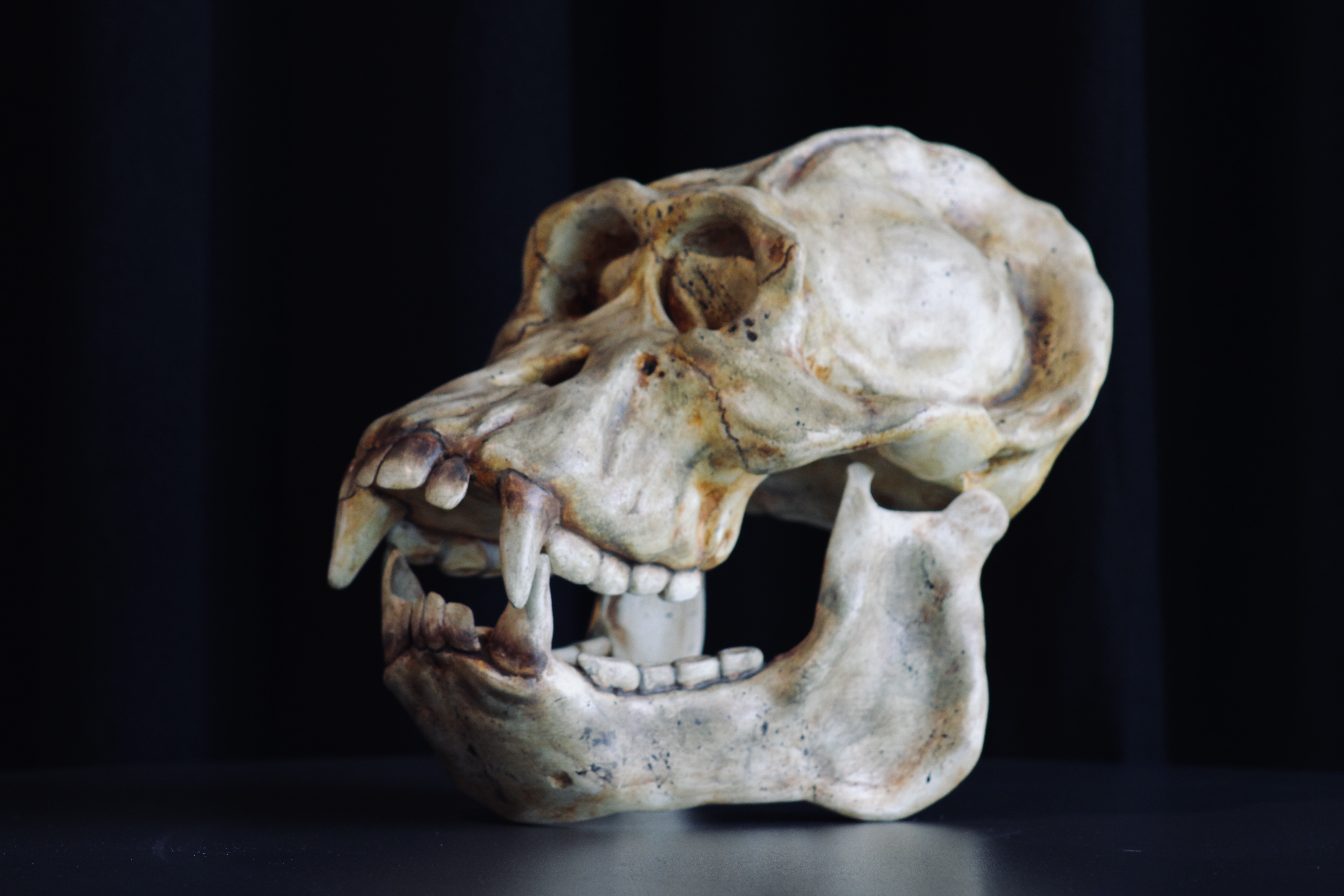 Orangutan borneański