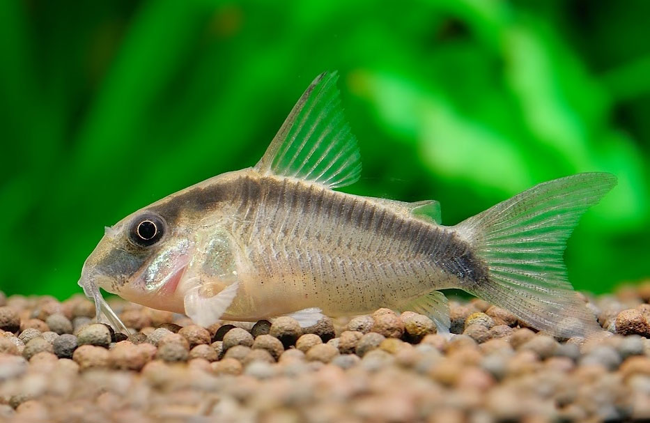 Kirysek strumieniowy