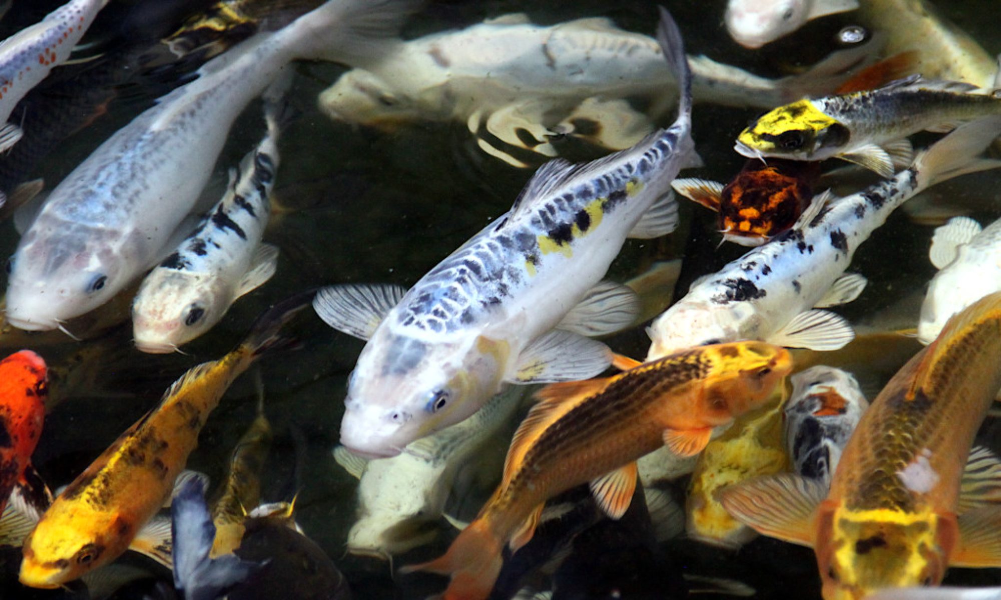 Karp koi