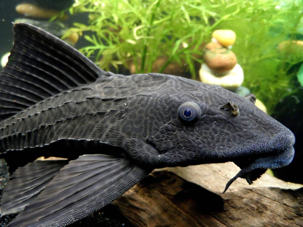 Hypostomus plecostomus