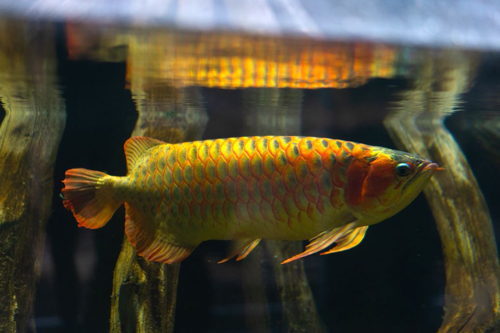 Arowana azjatycka