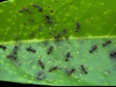 Mrówki hurtnice