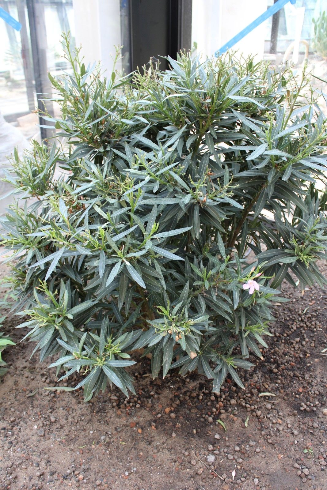 nerium_oleander_-_oleander
