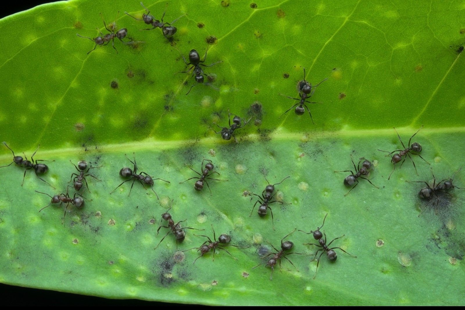 Mrówki hurtnice